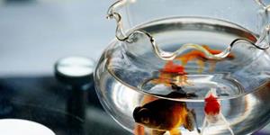 风水学镇宅宝物鱼缸，五帝钱详解