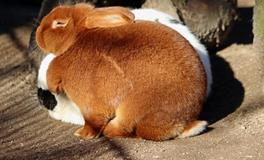 1987年属兔女2024年有没有添丁之喜？几月生孩子最好？