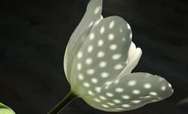 1977年属蛇人2024年财运如何，有发财的可能吗