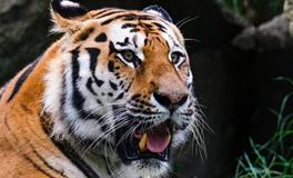 属虎的人2024年的五大预兆，分别是什么