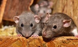 属鼠人2024年的感情运势如何