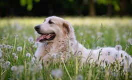 属狗人2024年财运大爆发吗，属狗人2024年如何提升财运