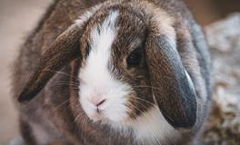 1987年的火兔适合戴黄金吗，1987年属兔人戴什么饰品好