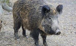 属猪人遇龙年2024年运势如何