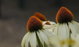 属龙人在2024年最大的劫难是什么，如何化解危机