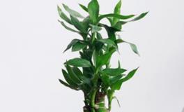 有助于你学业有成的家居布置