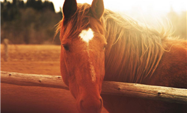 月亮落在第2宫是什么意思？