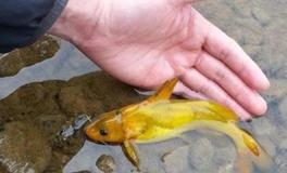 水族箱养鱼的易学指南与风水布局宜忌