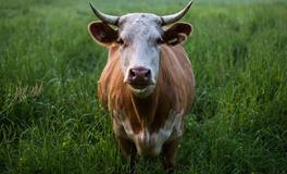 2025属牛人每月运势及运程