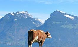 1973年属牛的2025全年运势