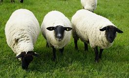 2025属羊人的运势和财运