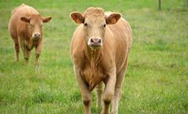 2025属牛人的运势和财运