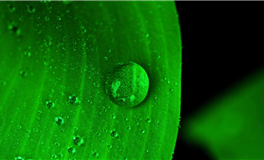 李云天每日生肖运势2025年3月16日