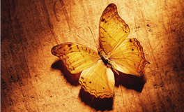 蒂姆Tim十二星座本周运势（8.17-8.23）