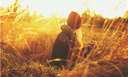 2026年犯太岁生肖大公开