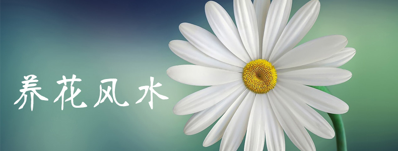 养花风水